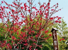 Fonds d'cran Nature Sakura