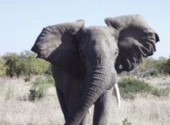 Fonds d'cran Animaux Attention,gardez vos distances