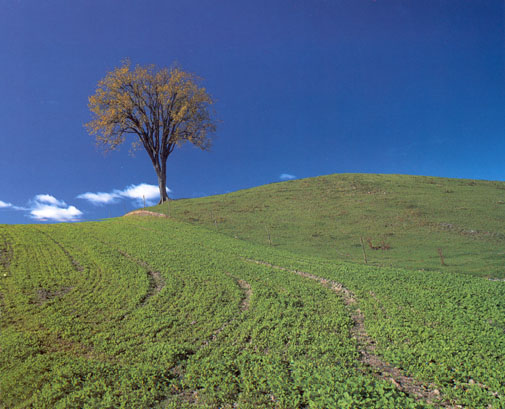 Fonds d'cran Nature Champs - Prairies  un arbre solitaire