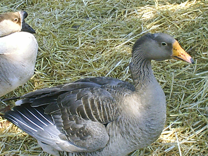 Wallpapers Animals Birds - Ducks Et une oie!!!!