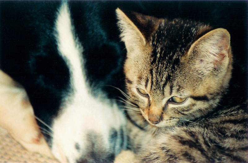 Wallpapers Animals Dogs and cats Comme chiens et chats