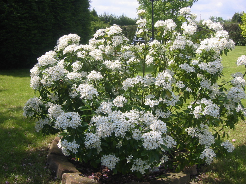 Fonds d'cran Nature Fleurs Oranger du Mexique