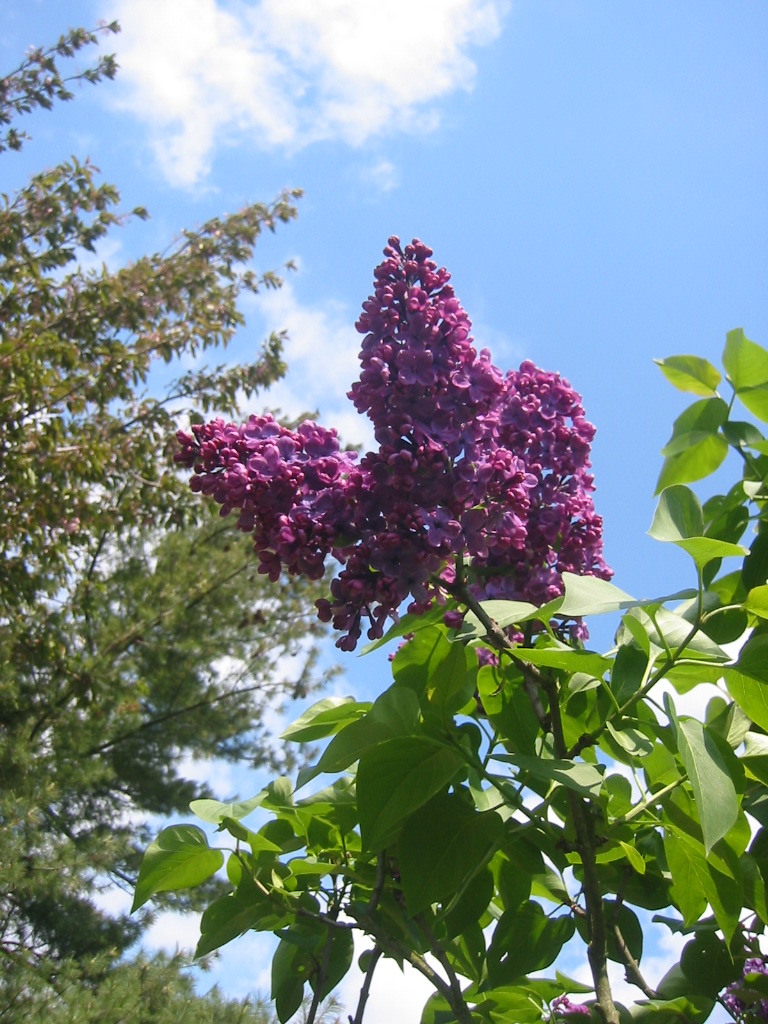 Fonds d'cran Nature Fleurs Lilas