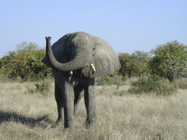 Fonds d'cran Animaux Elphants Pacifique