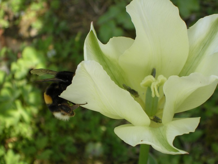 Fonds d'cran Nature Fleurs Garden Flowers 4