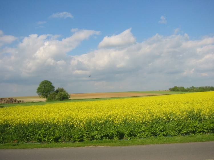 Fonds d'cran Nature Champs - Prairies Champs de colza