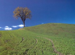 Fonds d'cran Nature  un arbre solitaire