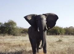 Fonds d'cran Animaux Gardez vos distances