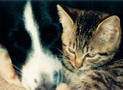 Fonds d'cran Animaux Comme chiens et chats