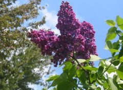 Fonds d'cran Nature Lilas