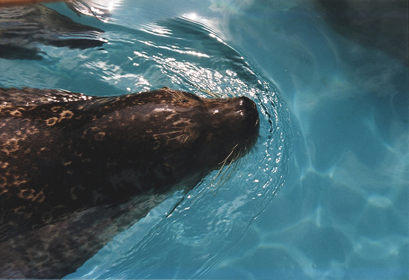 Fonds d'cran Animaux Vie marine - Phoques 