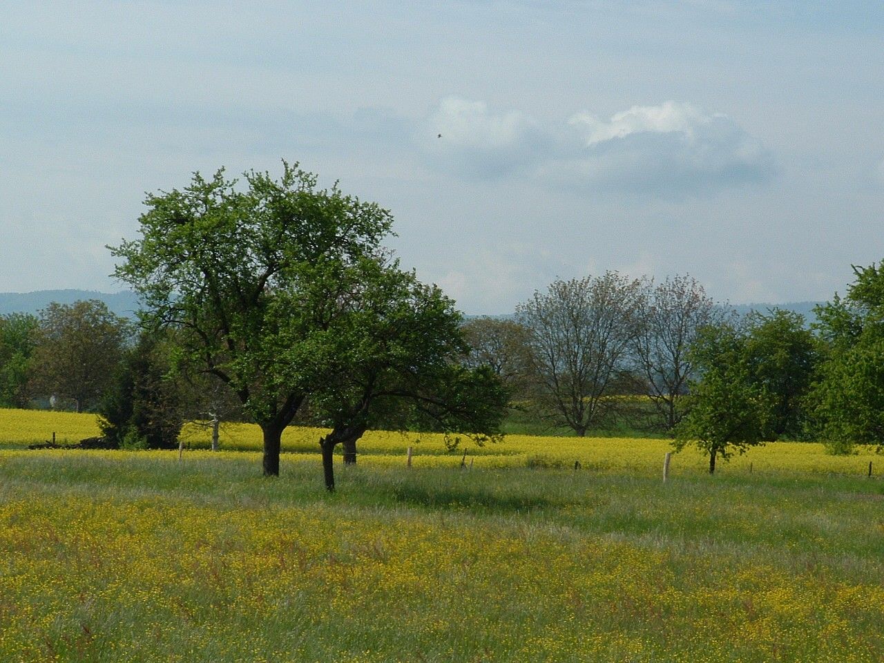 Fonds d'cran Nature Champs - Prairies 