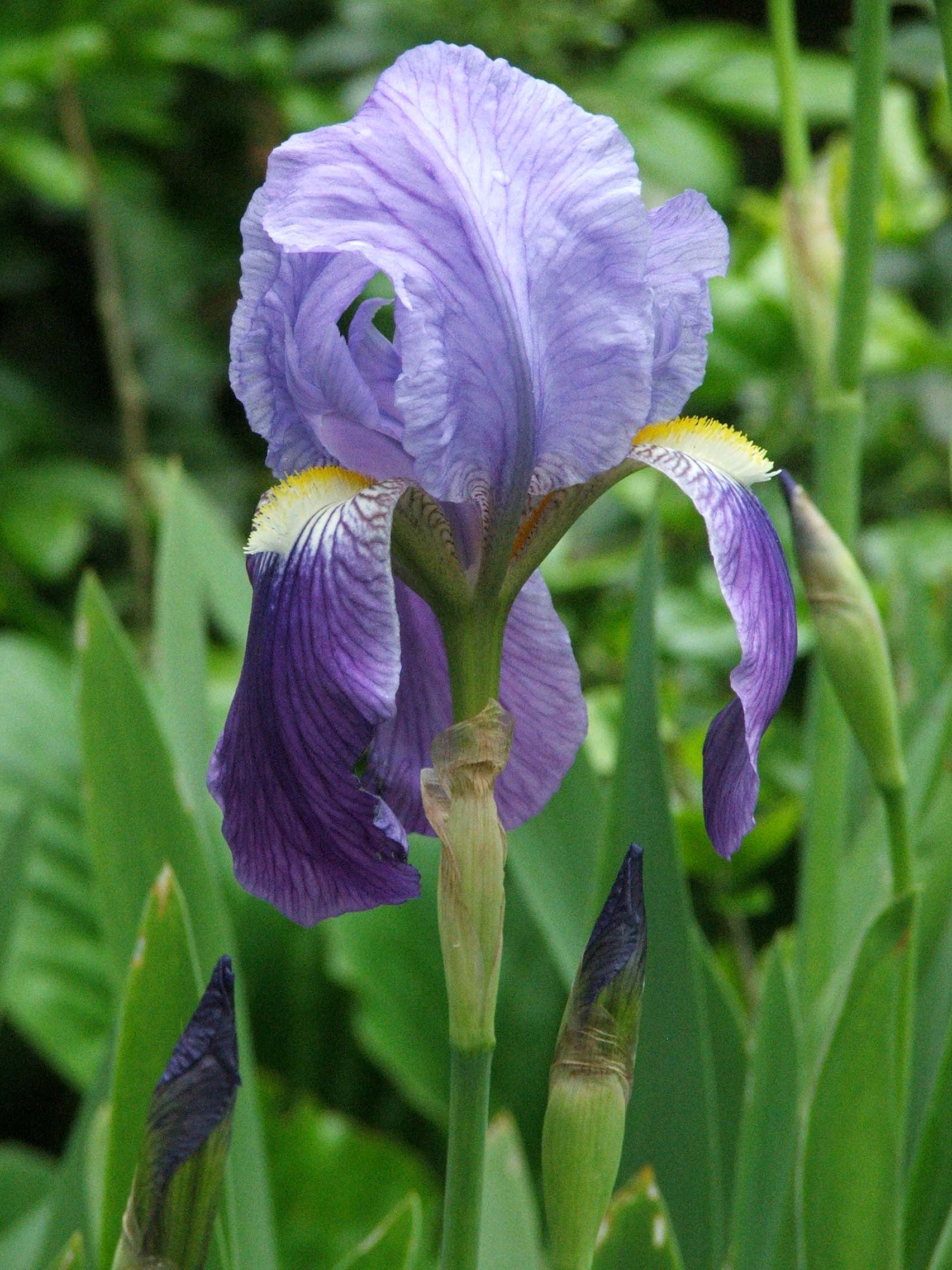 Fonds d'cran Nature Fleurs Fleur