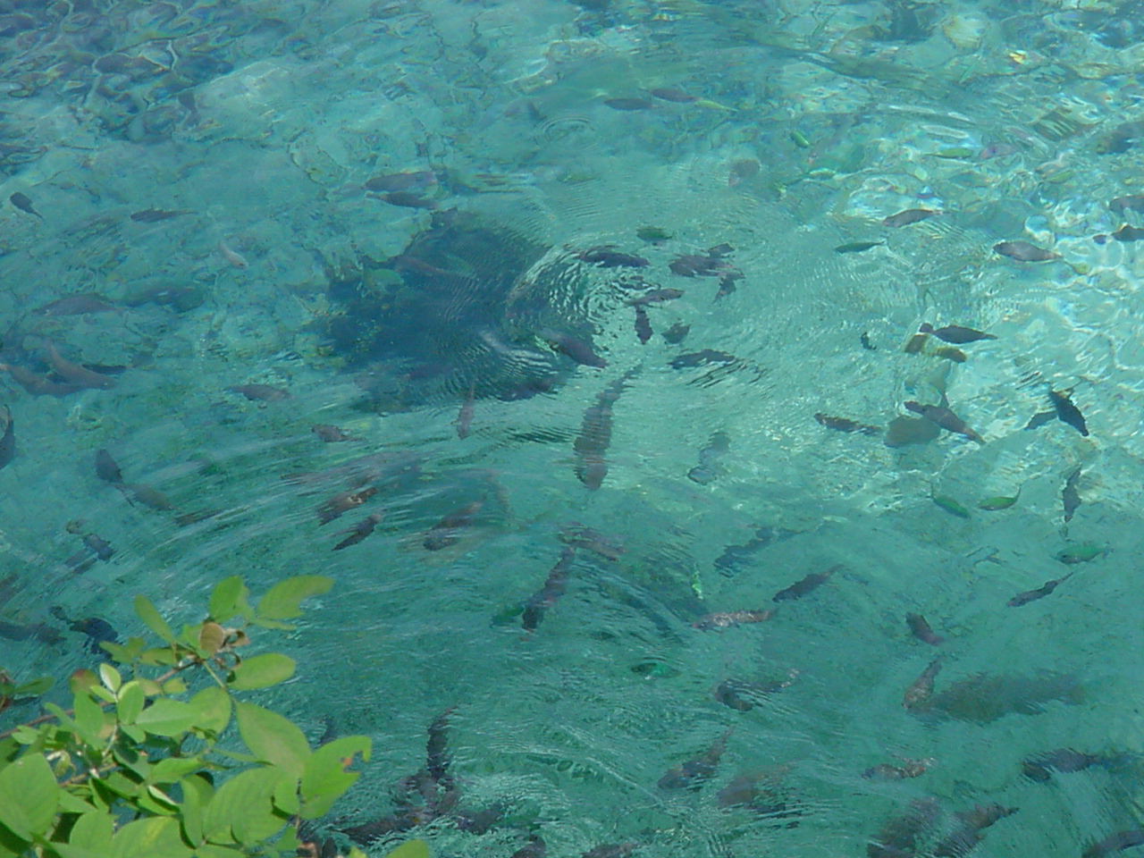 Fonds d'cran Animaux Vie marine - Poissons Le paradis des pcheurs