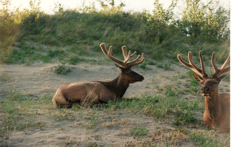 Fonds d'cran Animaux Cervids cerf