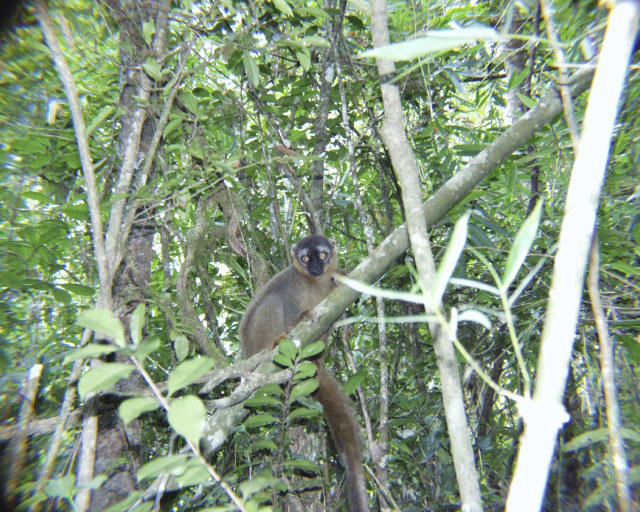 Wallpapers Animals Lemurs Maki brun