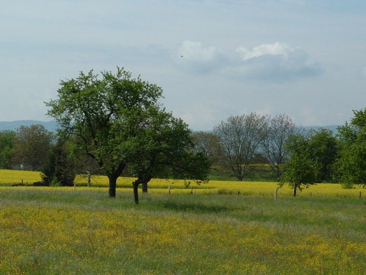 Fonds d'cran Nature Champs - Prairies Wallpaper N99819