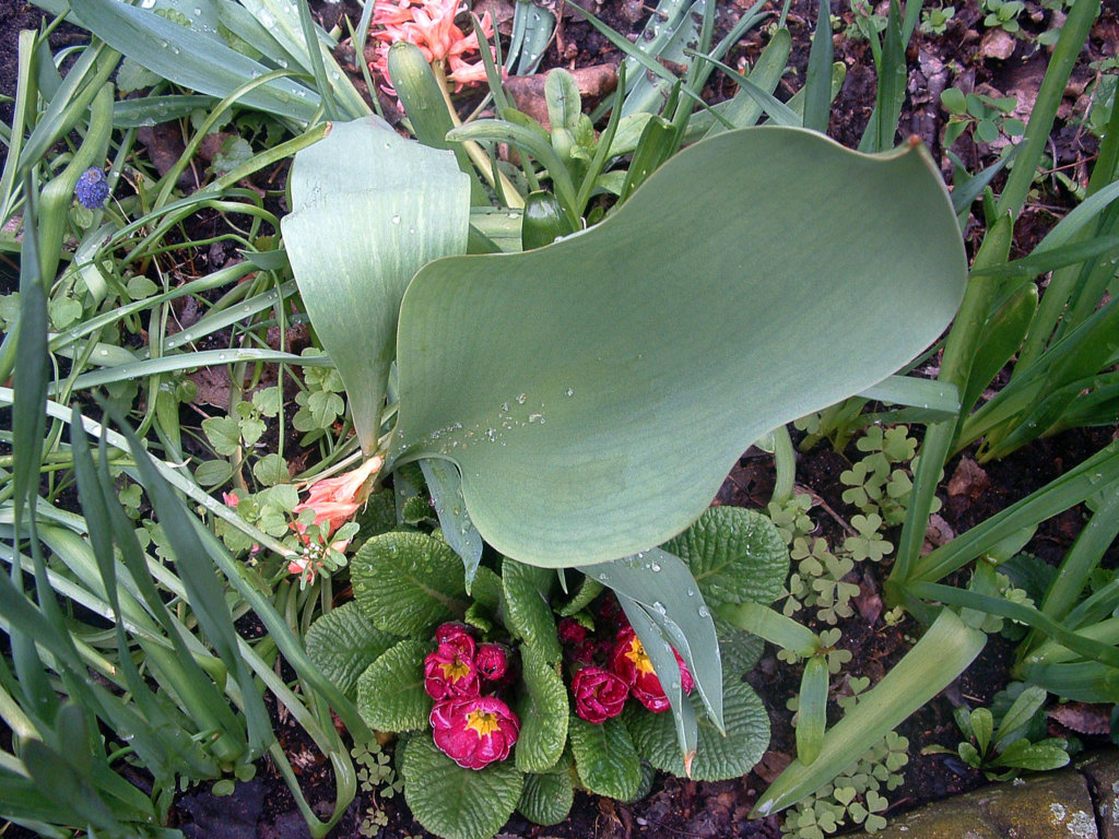 Fonds d'cran Nature Fleurs Rcupration des gouttes de pluie...