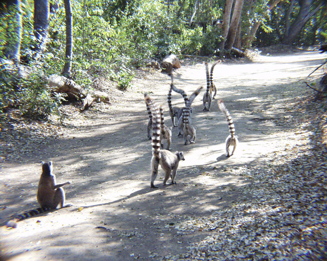 Wallpapers Animals Lemurs Maki catta