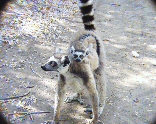 Fonds d'cran Animaux Lmuriens Maki catta