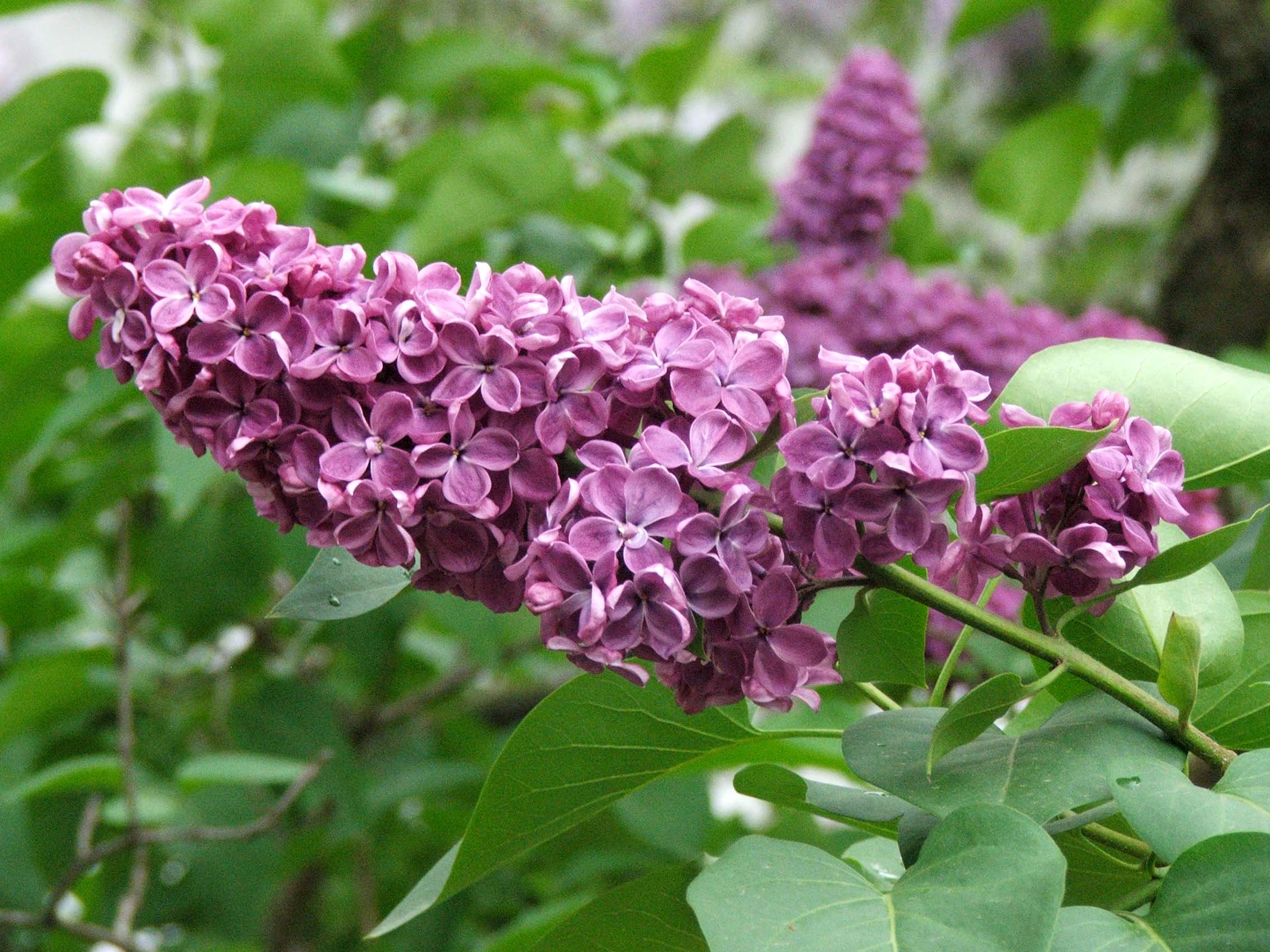 Fonds d'cran Nature Fleurs Fleur