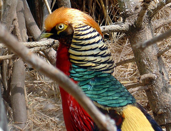 Fonds d'cran Animaux Oiseaux - Divers Bel oiseau