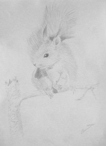 Wallpapers Art - Pencil Animals - Squirrels Ecureuil