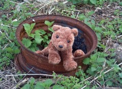 Fonds d'cran Objets Petit Ours explore...