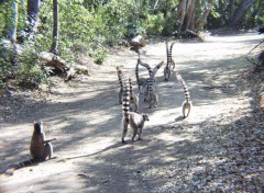 Fonds d'cran Animaux Maki catta