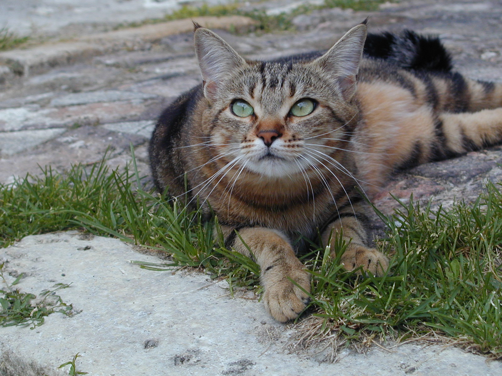 Fonds d'cran Animaux Chats - Chatons Sakaï