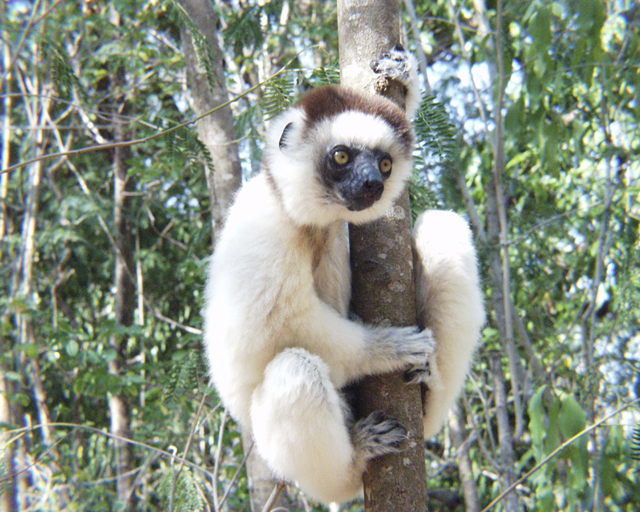 Wallpapers Animals Lemurs Sifaka