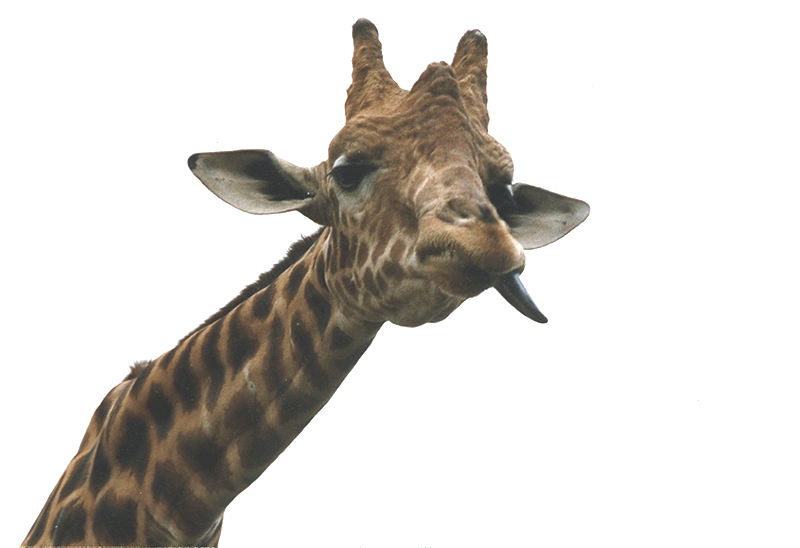 Fonds d'cran Animaux Girafes C'est quoi ce truc qui pend????