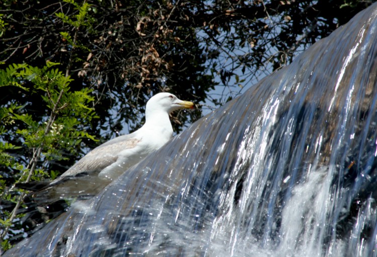 Fonds d'cran Animaux Oiseaux - Canards mouette sur cascade