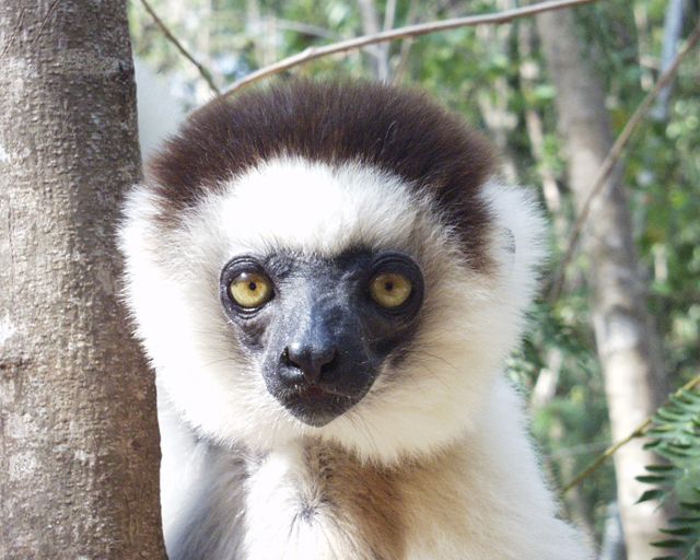 Wallpapers Animals Lemurs Sifaka