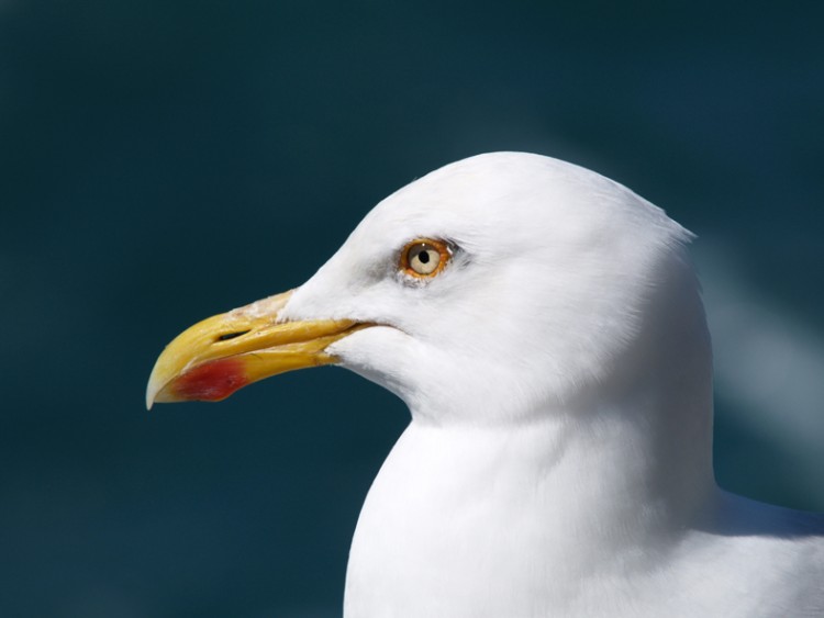 Fonds d'cran Animaux Oiseaux - Canards GOELAND