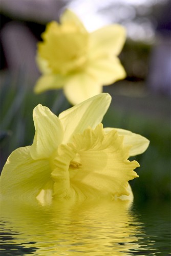 Fonds d'cran Nature Fleurs Jonquille au fil de l'eau