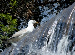 Fonds d'cran Animaux mouette sur cascade