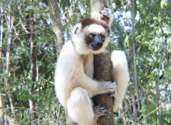 Fonds d'cran Animaux Sifaka