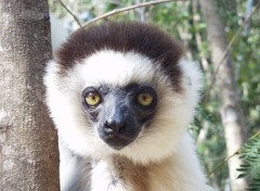 Fonds d'cran Animaux Sifaka