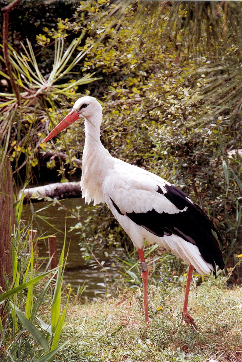 Wallpapers Animals Birds - Storks la dame au long bec