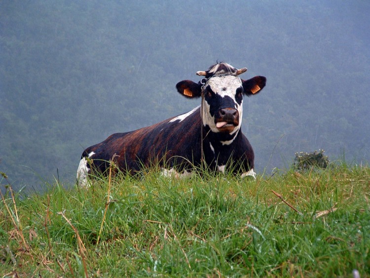 Wallpapers Animals Cows - Bulls - Beef Ile de la Reunion