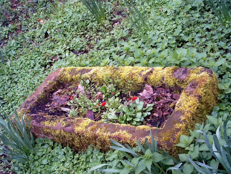 Fonds d'cran Nature Fleurs 