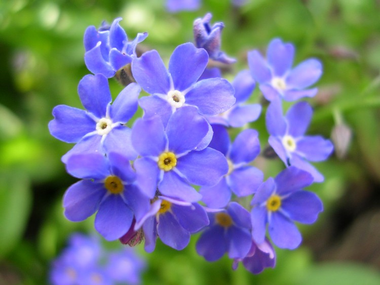 Fonds d'cran Nature Fleurs myosotis