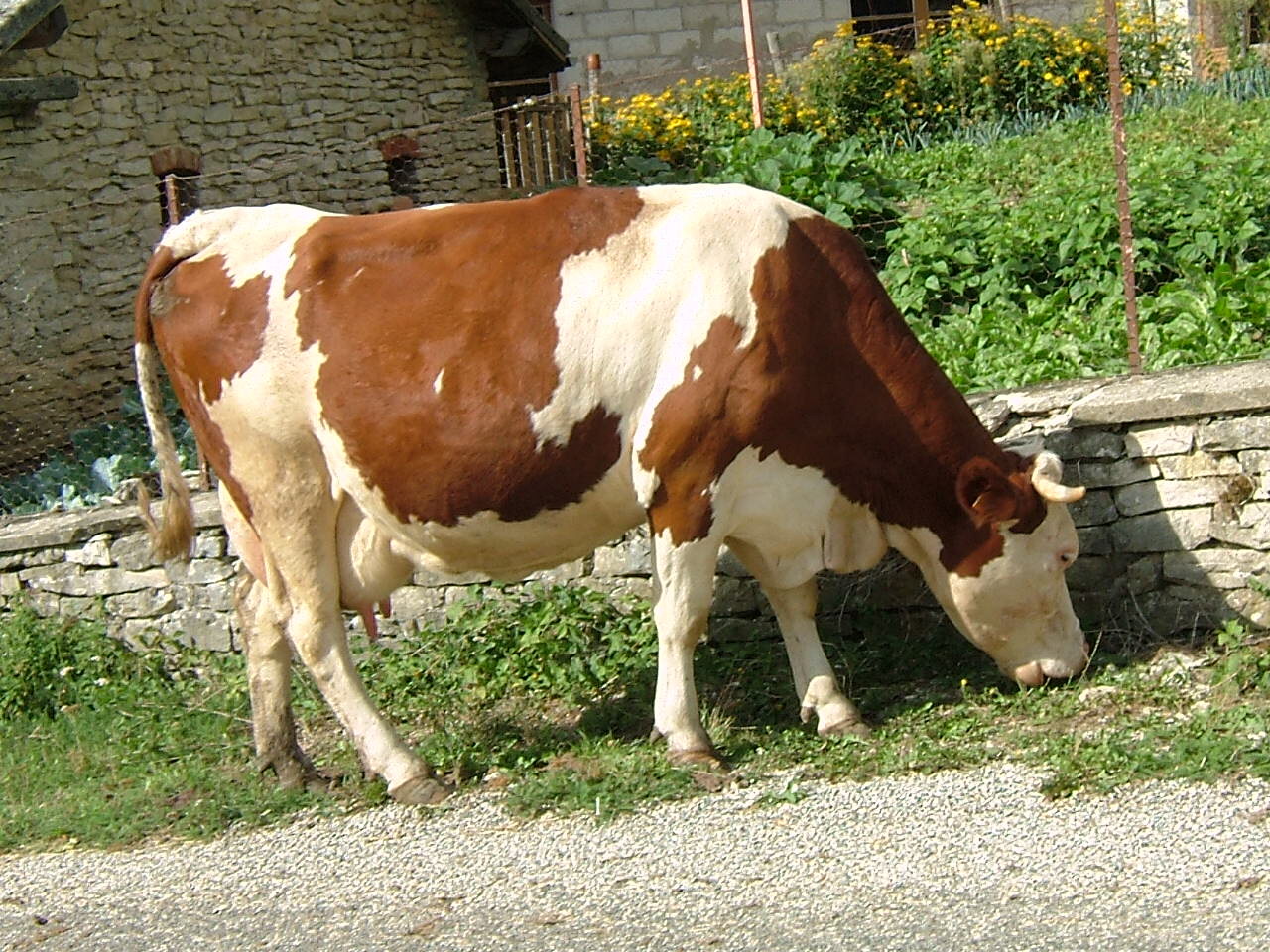 Fonds d'cran Animaux Vaches - Taureaux - Boeufs belle grosse vache