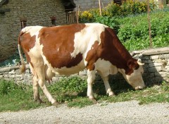 Fonds d'cran Animaux belle grosse vache