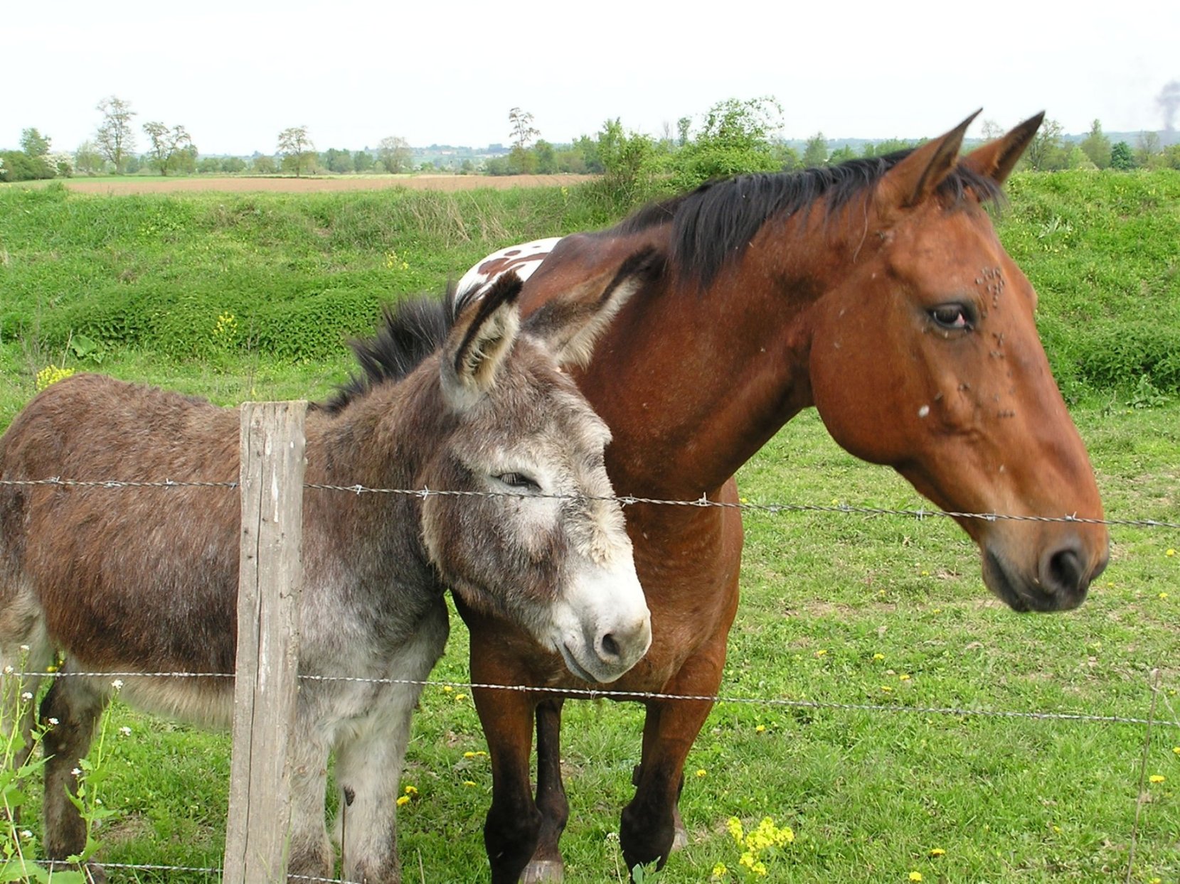 Fonds d'cran Animaux Anes Ah... l'amiti!