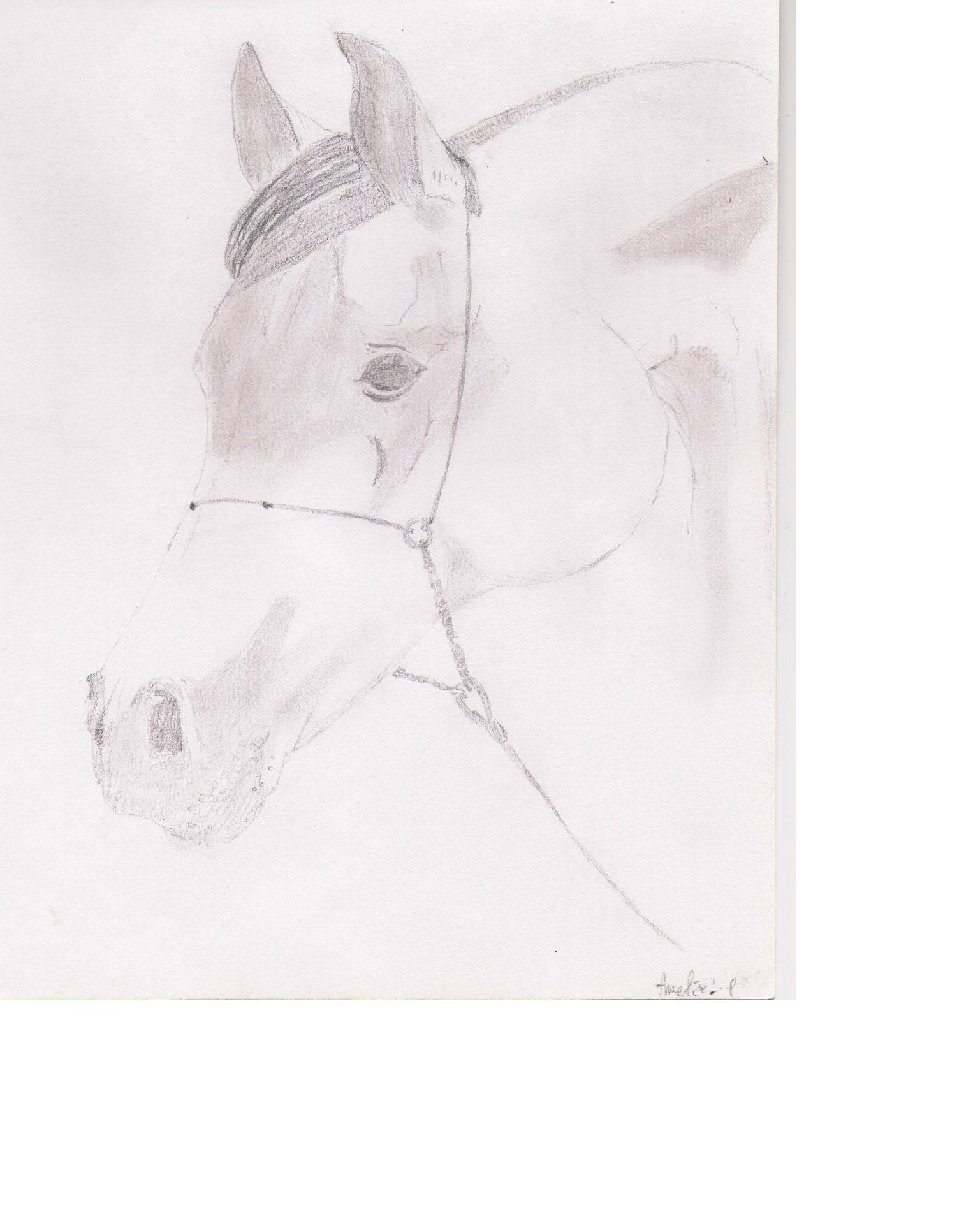 Wallpapers Art - Pencil Animals - Horses Tte de cheval