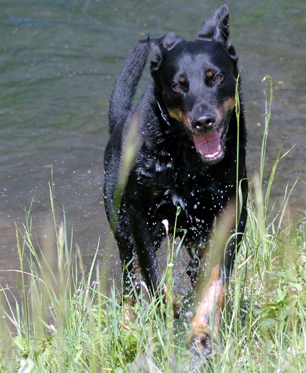 Fonds d'cran Animaux Chiens 