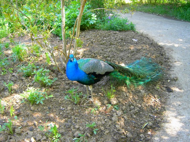 Wallpapers Animals Birds - Peacocks paon