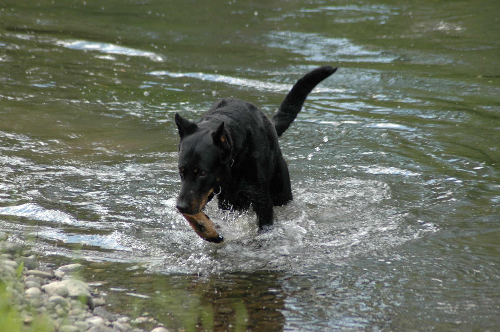 Fonds d'cran Animaux Chiens 